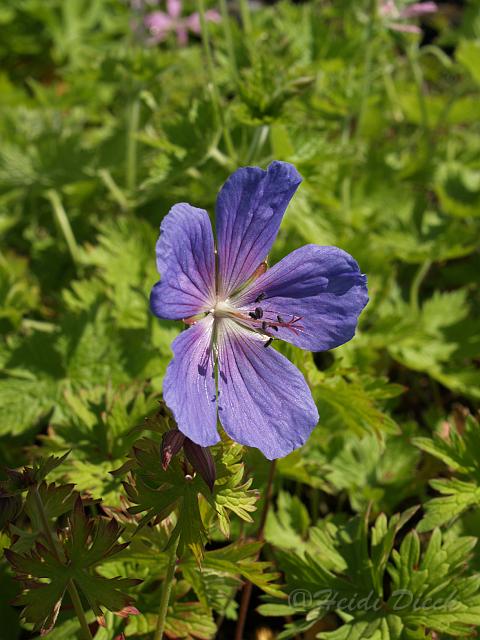 Ger himalayense Baby Blue.JPG